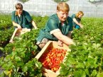 Жители Нововолынска ездят в Польшу, чтобы заработать